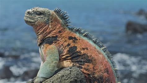 galapagos islands echtgeld  In fact, choosing a cruise over a hotel enables you to maximize the